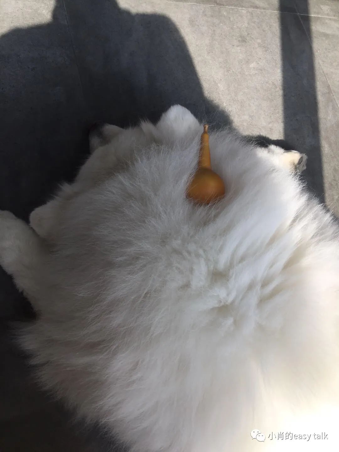 羊绒面料和黄金料面料有什么区别,高档羊毛羊绒面料知识