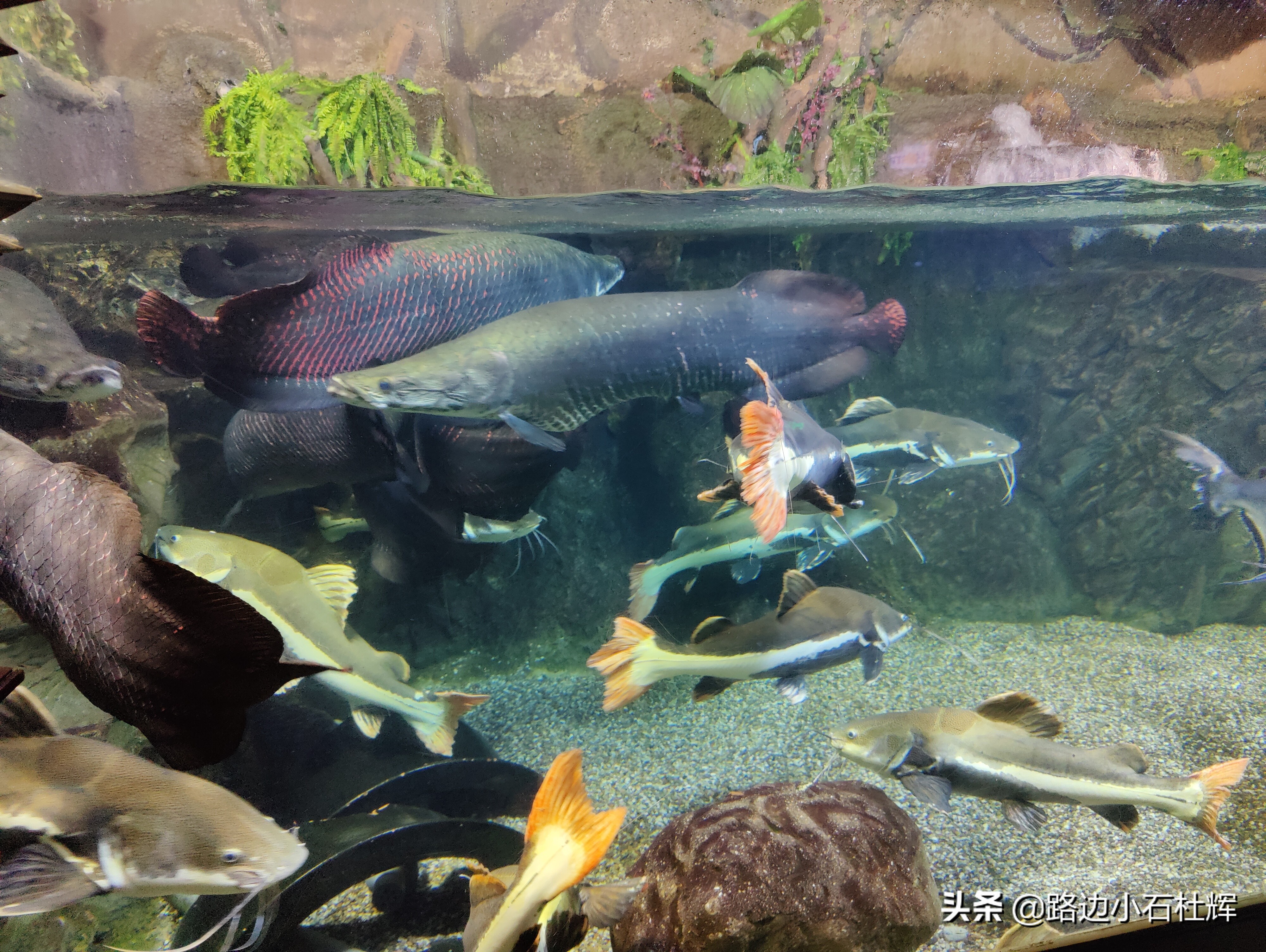 北京海洋馆游玩一览表,北京太平洋海洋馆海底世界