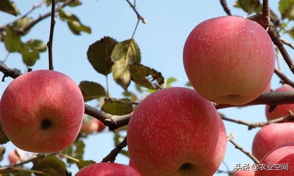 苹果酒怎么酿才好喝又简单,做苹果酒用什么苹果好呢
