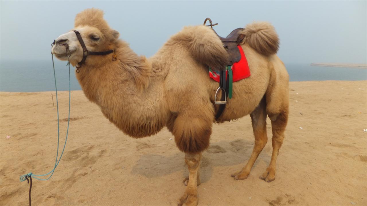 大象为什么不被其他动物吃掉,为什么食肉动物不吃大象