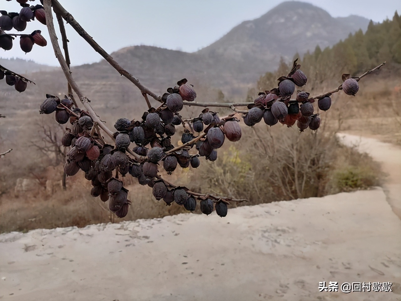 农村小时候吃过的野果河南,北方冬天吃的黑枣