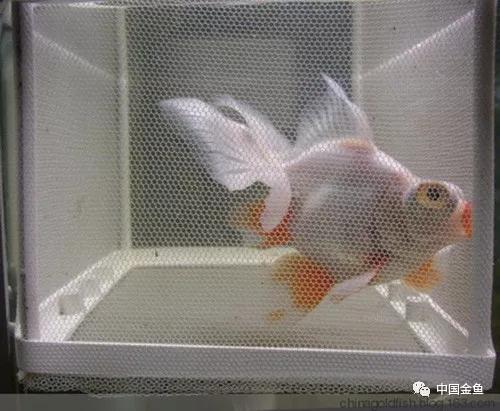 金鱼失鳔沉底怎么办,金鱼为什么养着养着就失鳔了