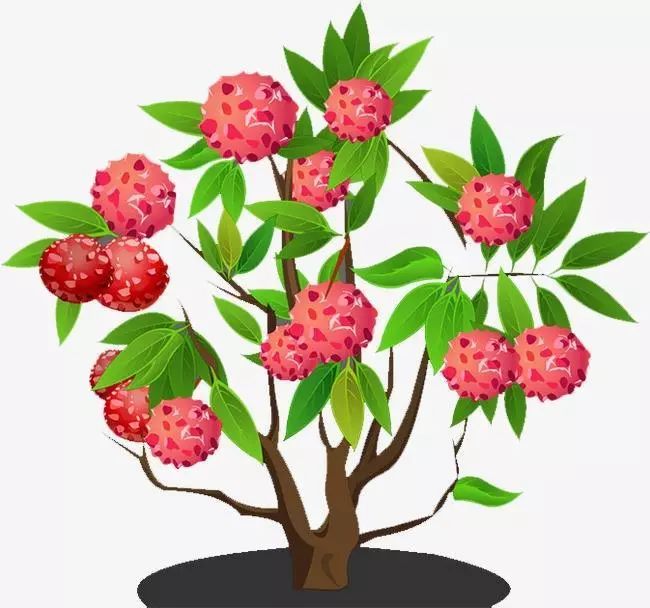 荔枝来了宜宾,荔枝来了视频大全