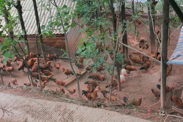 农村土鸡养殖大叔,本地散养土鸡为什么供不应求