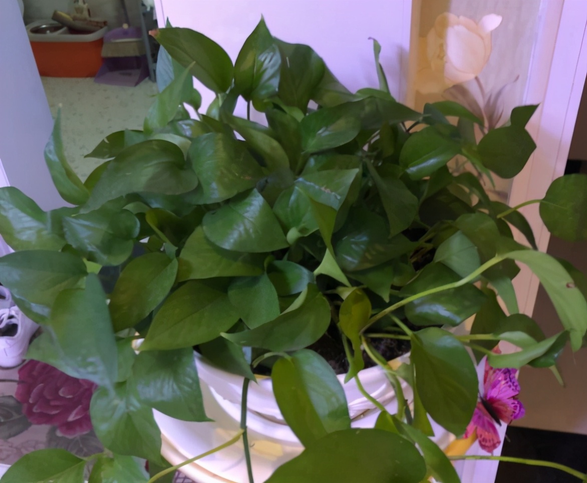 绿萝养得太旺盛了怎么办,绿萝养了一年不长怎么办