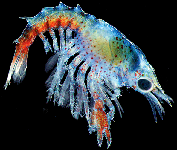 波士顿龙虾特征,波士顿龙虾神奇物种