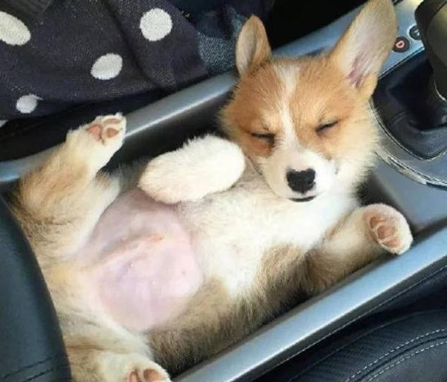 柯基能受得了高温,养柯基主要注意事项