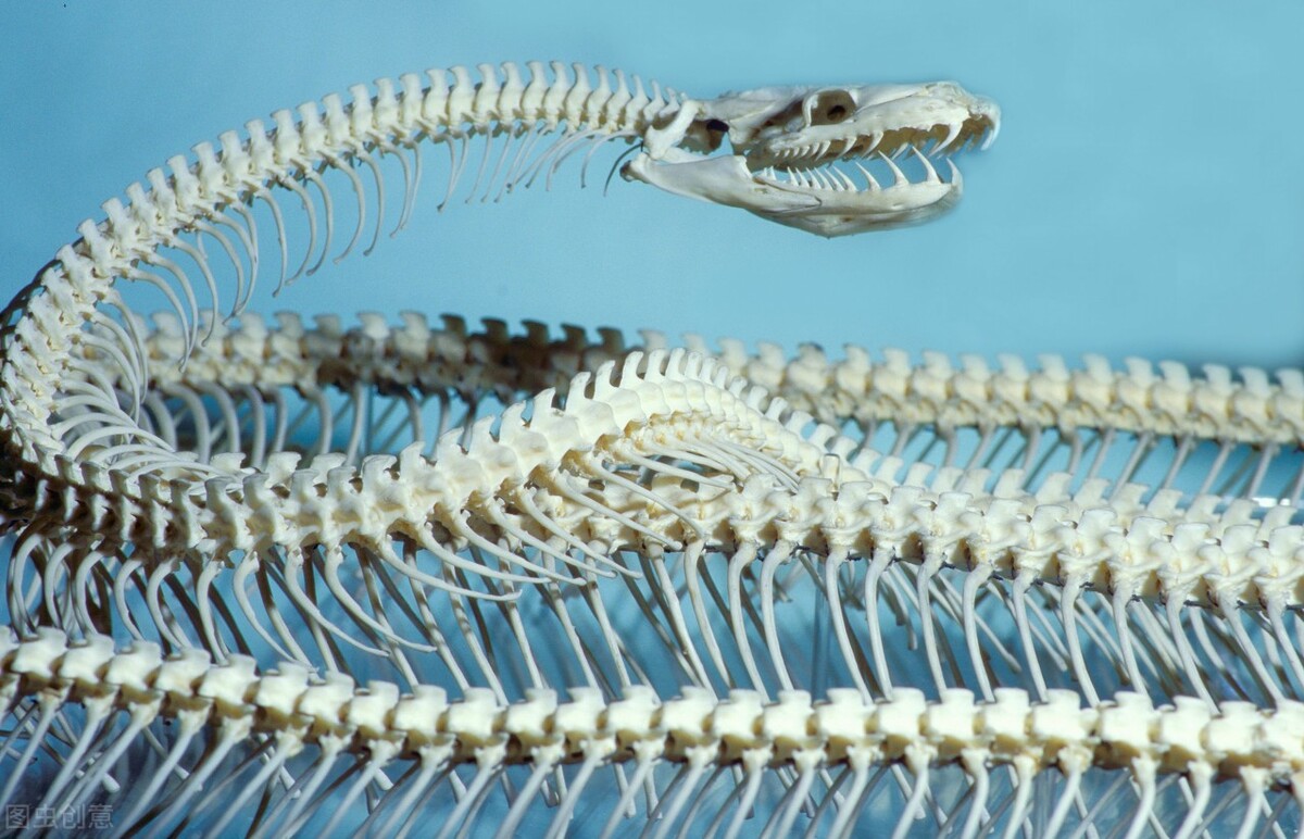 家蛇为何不咬人,为什么蟒蛇不咬人