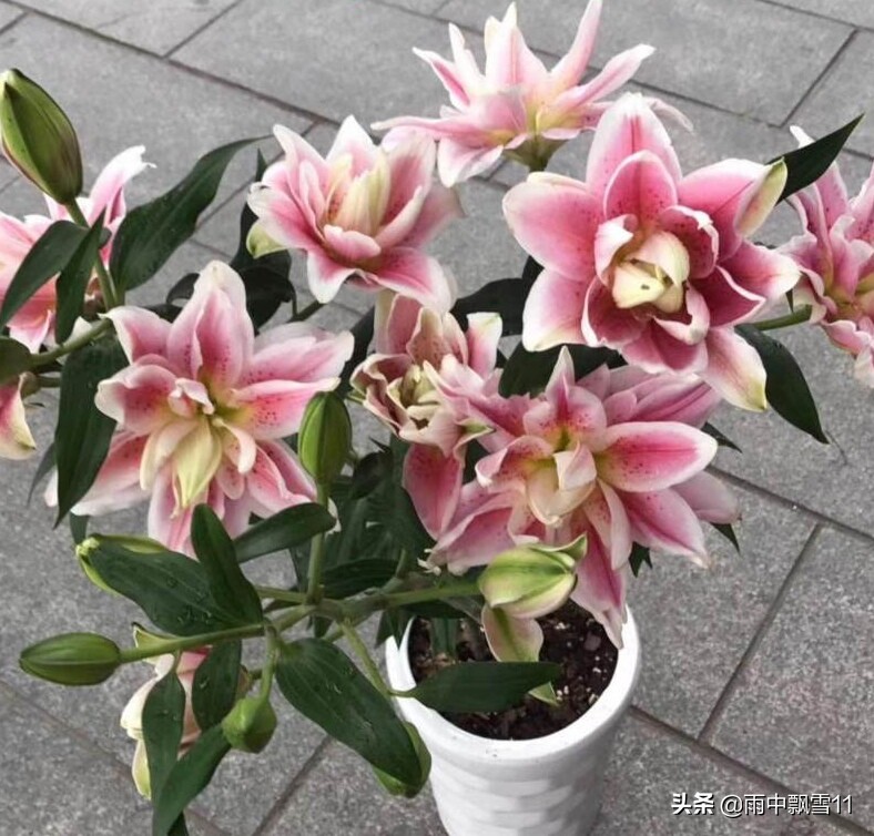 春播百合花，注意做好这5点，百合长势旺，花开艳丽满屋香