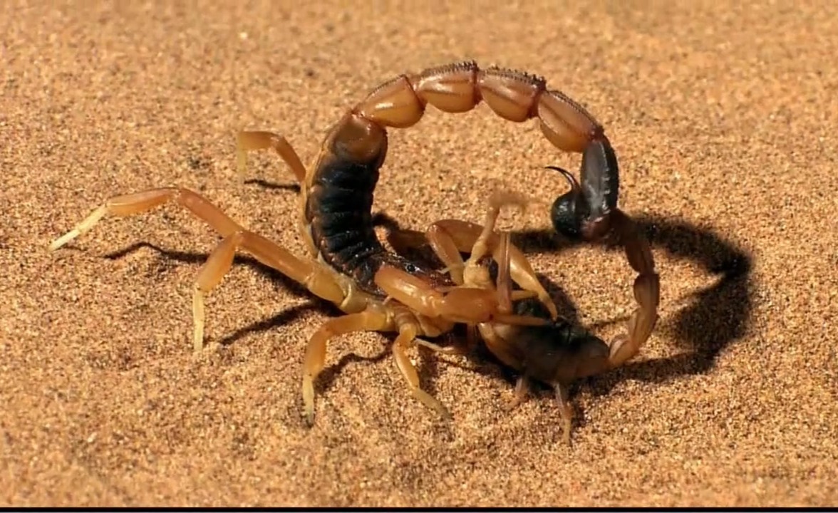 蝎子的特性和天性,噬母的动物有哪些