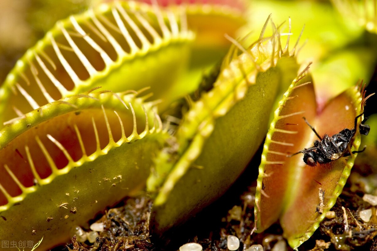 学会用蛋壳制作肥料抵御害虫,红薯的临时仓库用什么抵御害虫