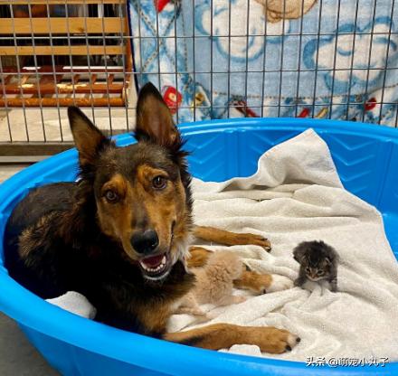 狗宝宝死在狗妈妈肚子里怎么办,宠物狗胎死腹中怎么办