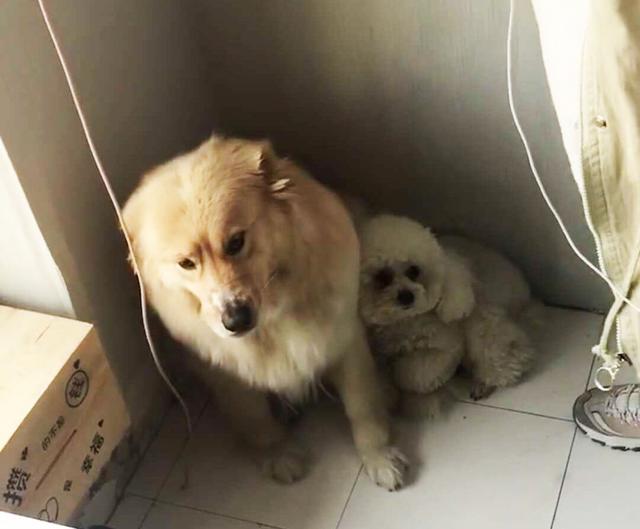 金毛遇到巨型泰迪,金毛被泰迪激怒