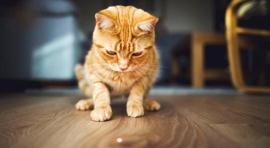 不管是黑猫还是白猫,大猫小猫都是猫