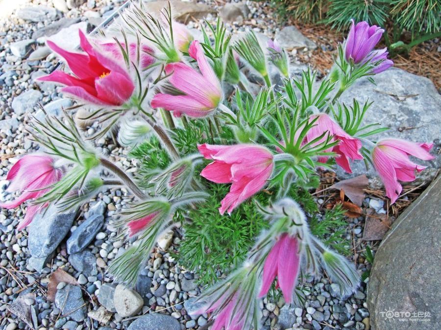 本草纲目仙茅,本草纲目中草药图片