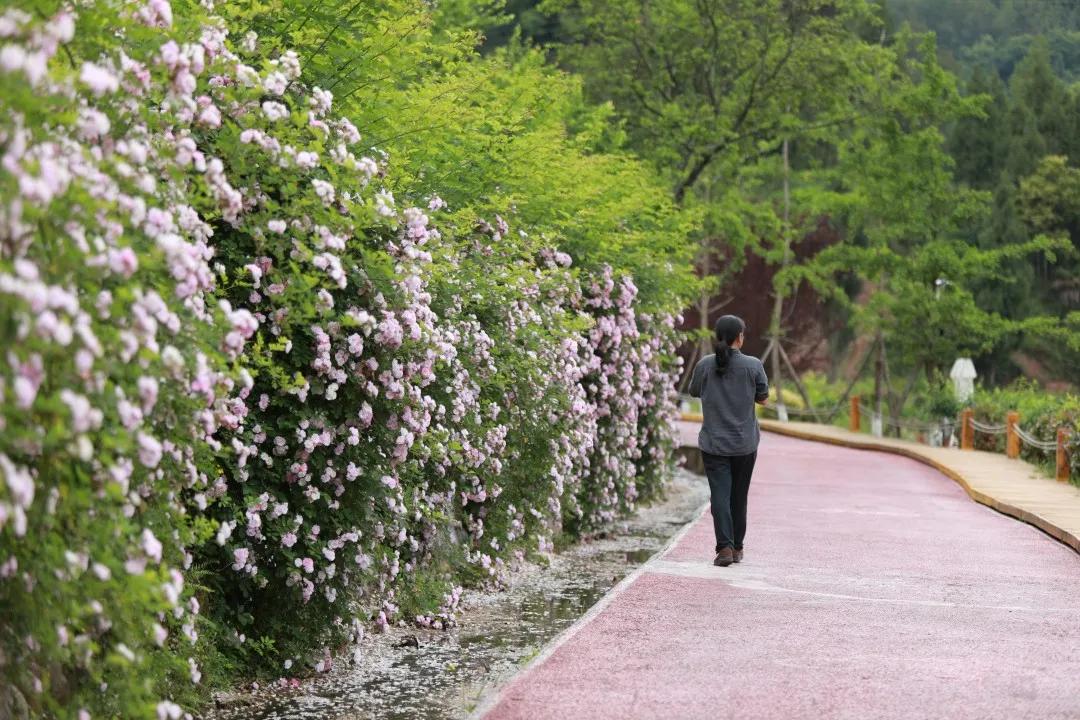 最美的人间四月天演唱视频,最美的人间四月天如约而至