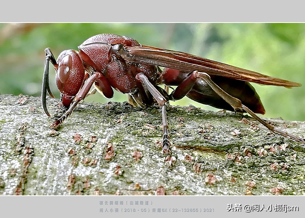 昆虫摄影技巧与方法,蜂蛾拍摄技巧