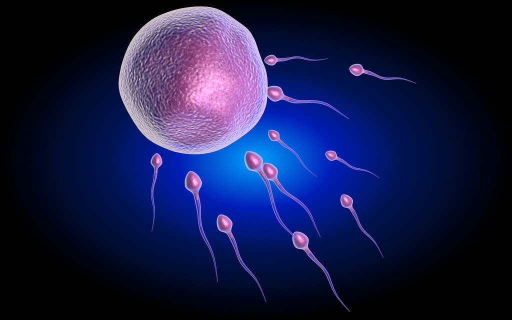 配牛人工授精配的正确方法,牛的人工授精步骤