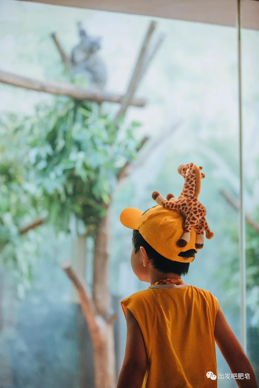 长隆飞鸟乐园长隆熊猫酒店怎么选,周一长隆野生动物园游玩攻略