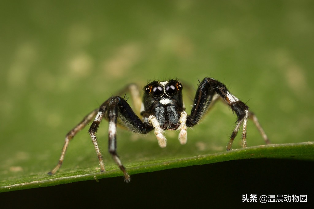 辟谣:跳蛛的饲养方法跟捕鸟蛛一样?不,跳蛛通常更适合新手饲养