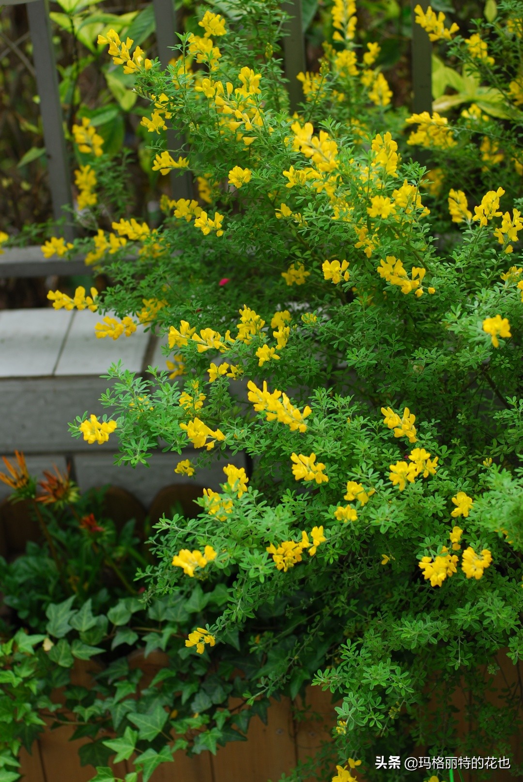 花园里四季常青的树,花园里四季都绿的植物