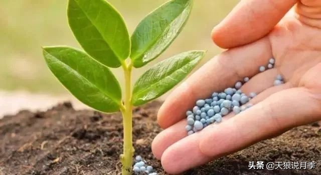 新长的月季叶子卷曲萎蔫怎么回事,月季叶子绿的就蔫了