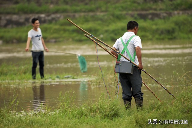 电鱼的危害会不会破坏生态环境,电鱼的副作用和危害