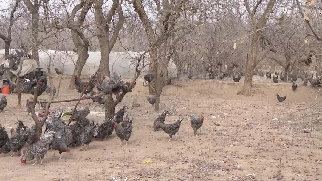 新春走基层老百姓心里踏实了,新春走基层扶贫暖人心