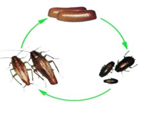 世界害虫日科普,世界害虫日