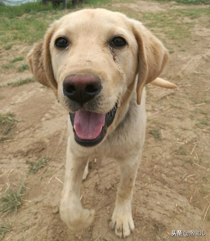 为什么狗社交那么强,狗也有社交圈子吗