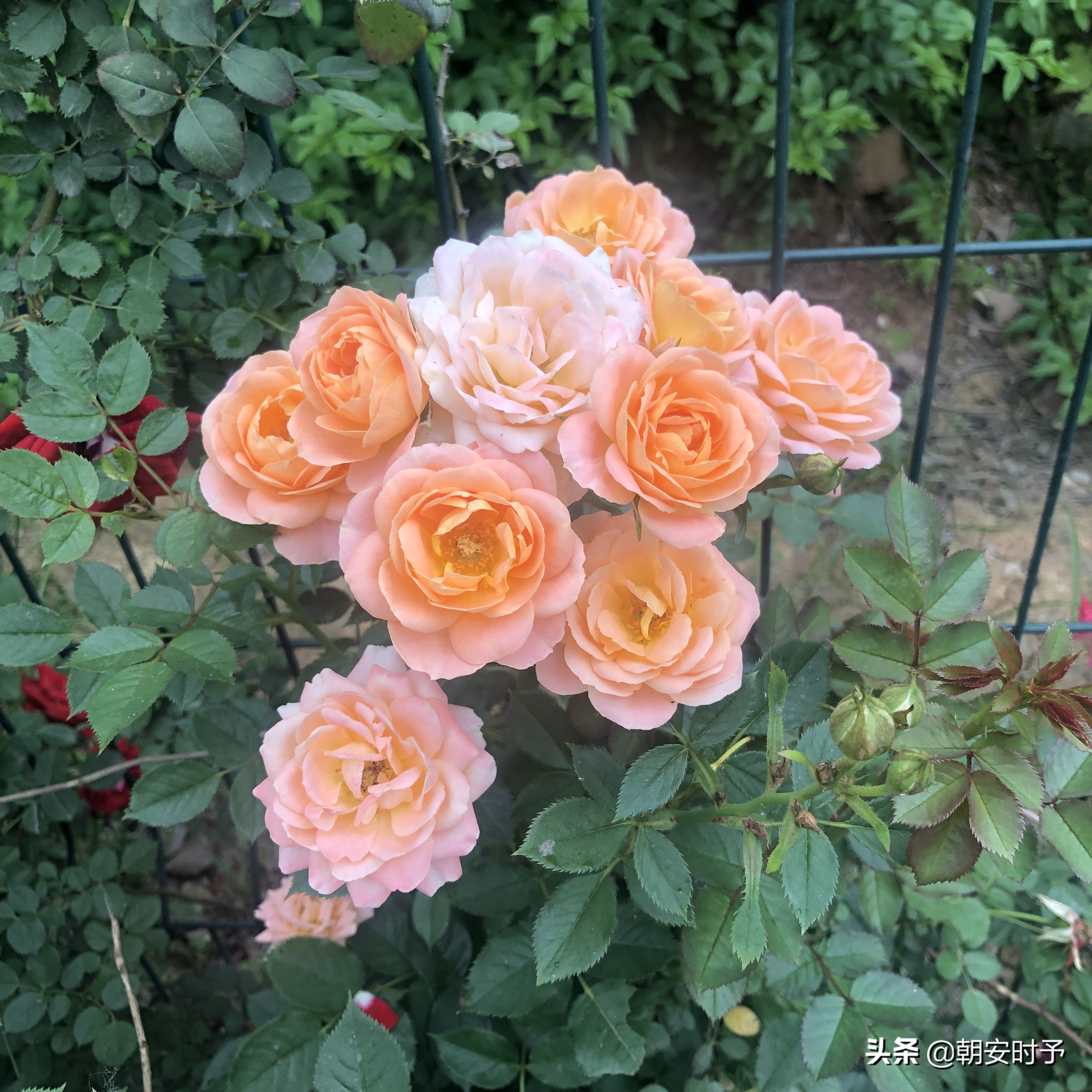 疫情中的武汉美景,大好河山武汉市