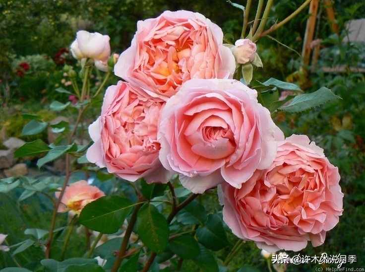 月季生病了可以不喷药自愈吗 (月季如何避免少生病)