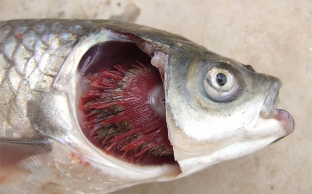 草鱼的四大疾病及防治方法,草鱼有菌病用什么药