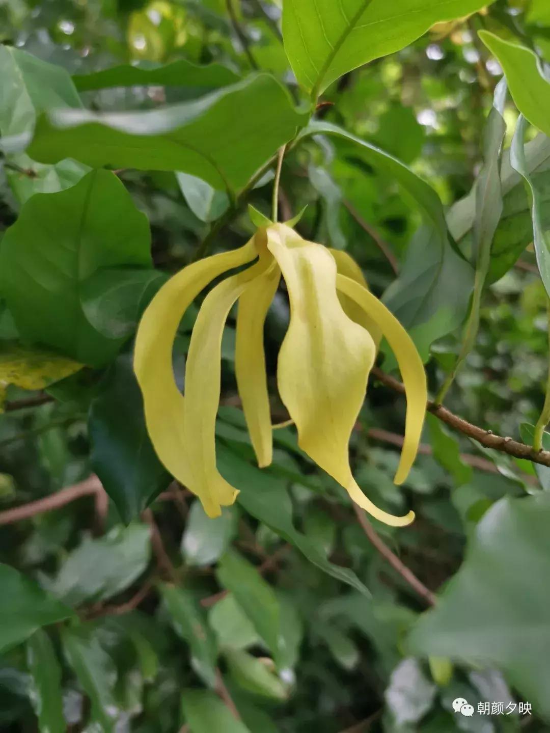 岐阳梧桐起凤环，鹭兮鹭兮寻不见（上）