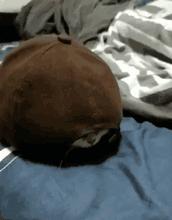 你根本不知道，养只猫有多幸福！