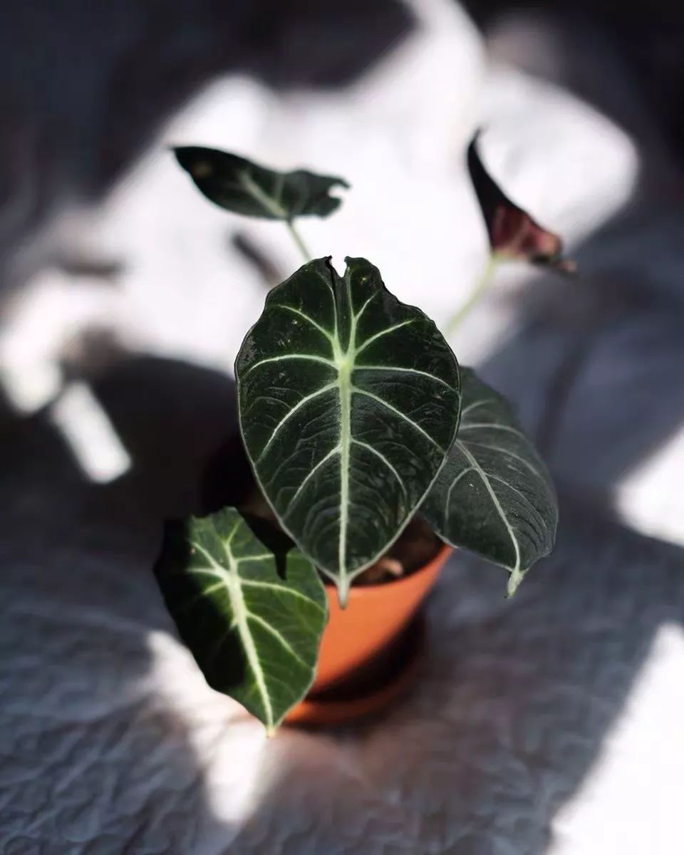 94种常见唯美观叶植物,会开花的绿色硬叶植物