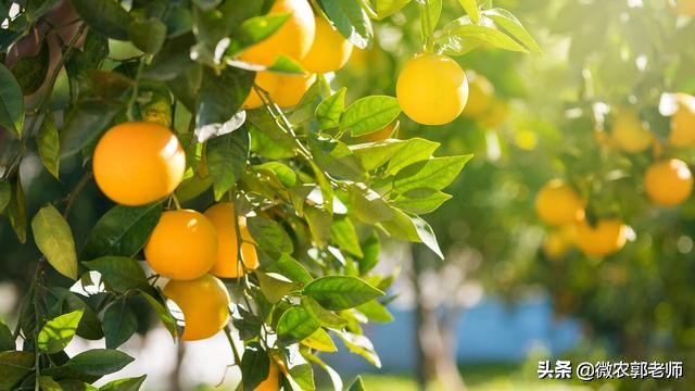 什么是生态农业通俗易懂,什么是生态经济发展