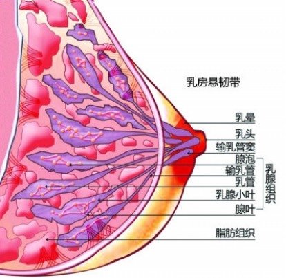乳房过大可以做手术去除吗,乳房太大做缩乳手术有危险吗