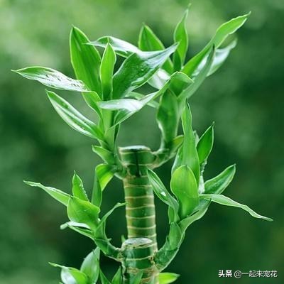 富贵竹里放生锈的铁钉还是新的,锈铁钉养富贵竹