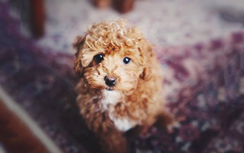 三个月泰迪拉屎有血怎么回事,泰迪狗狗为什么不在房间拉屎