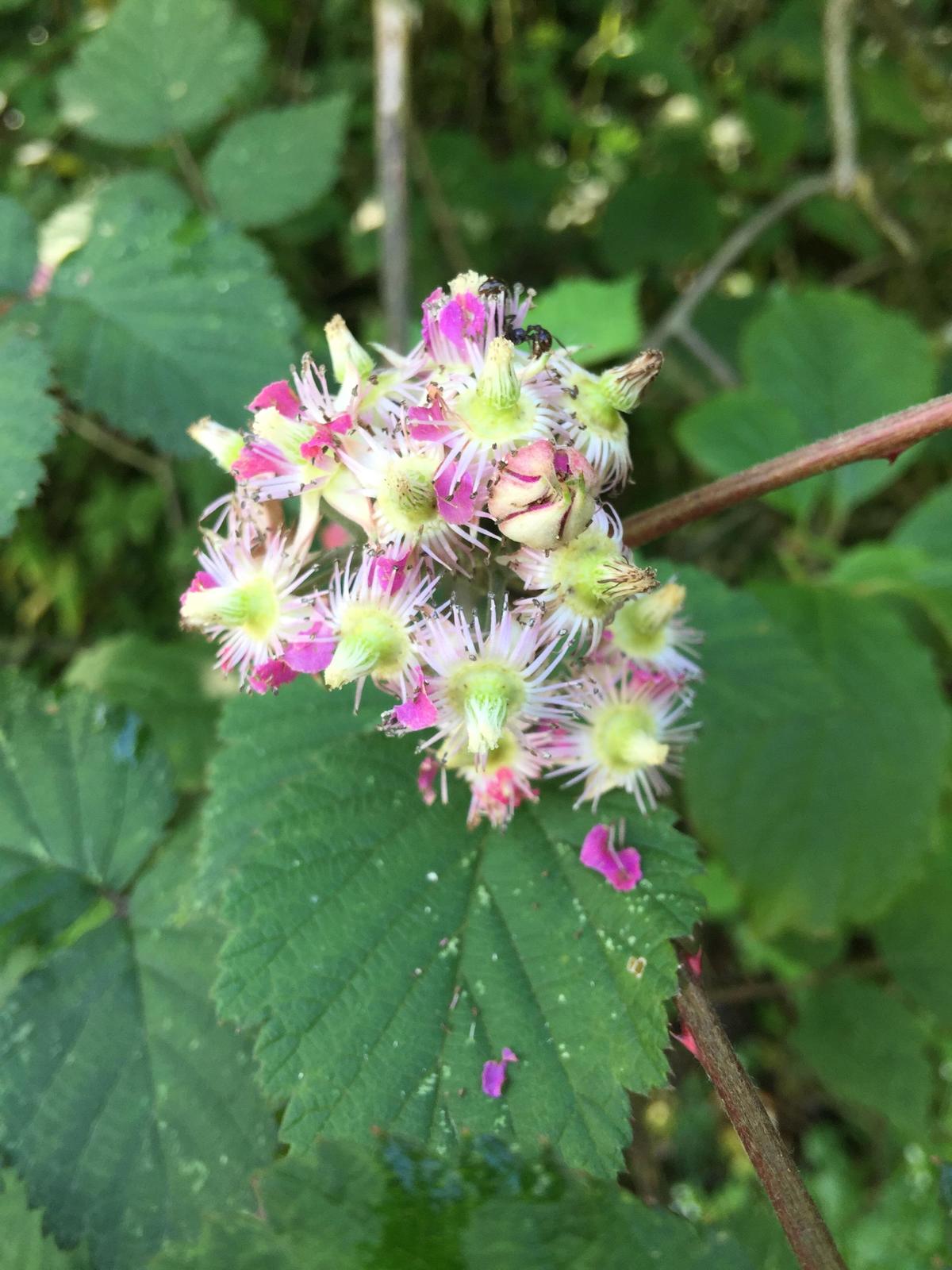 峨眉山登顶佛像,峨眉山登顶记完整版
