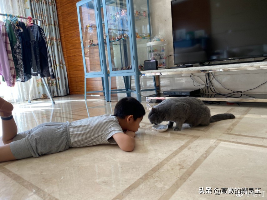 胡可晒小鱼儿垂涎猫粮,趴地上围观猫咪进食,网友提醒小心他偷吃