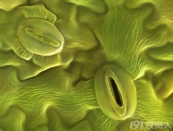 蔬菜细菌病图片大全,破解蔬菜病虫害之谜