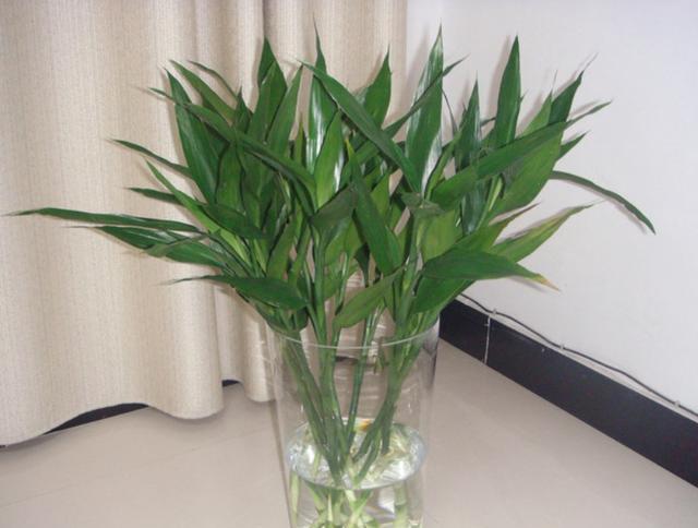 养富贵竹没有生根剂怎么办,不会养富贵竹教你1个水培秘方