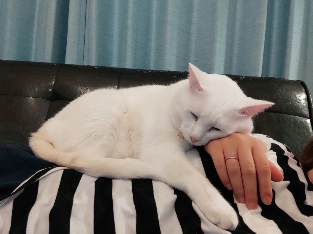 猫咪喜欢睡在你旁边说明什么,猫咪喜欢睡在主人身边什么意思