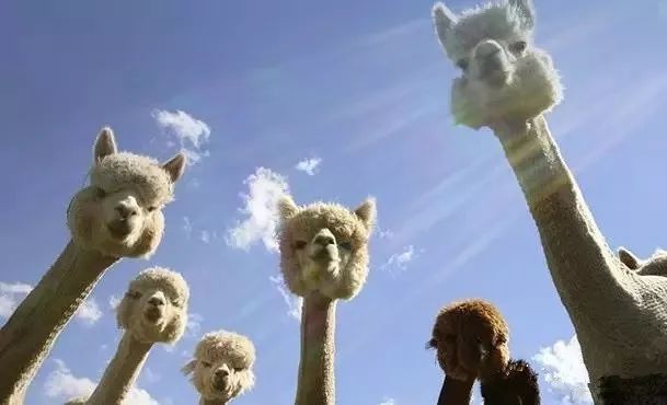 我带女朋友去新西兰,看几百万串会发光的“鼻涕”,她昏了过去