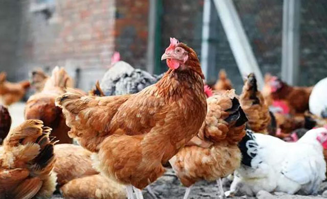 小鸡的气囊炎能做疫苗吗,小鸡气囊炎用什么特效药