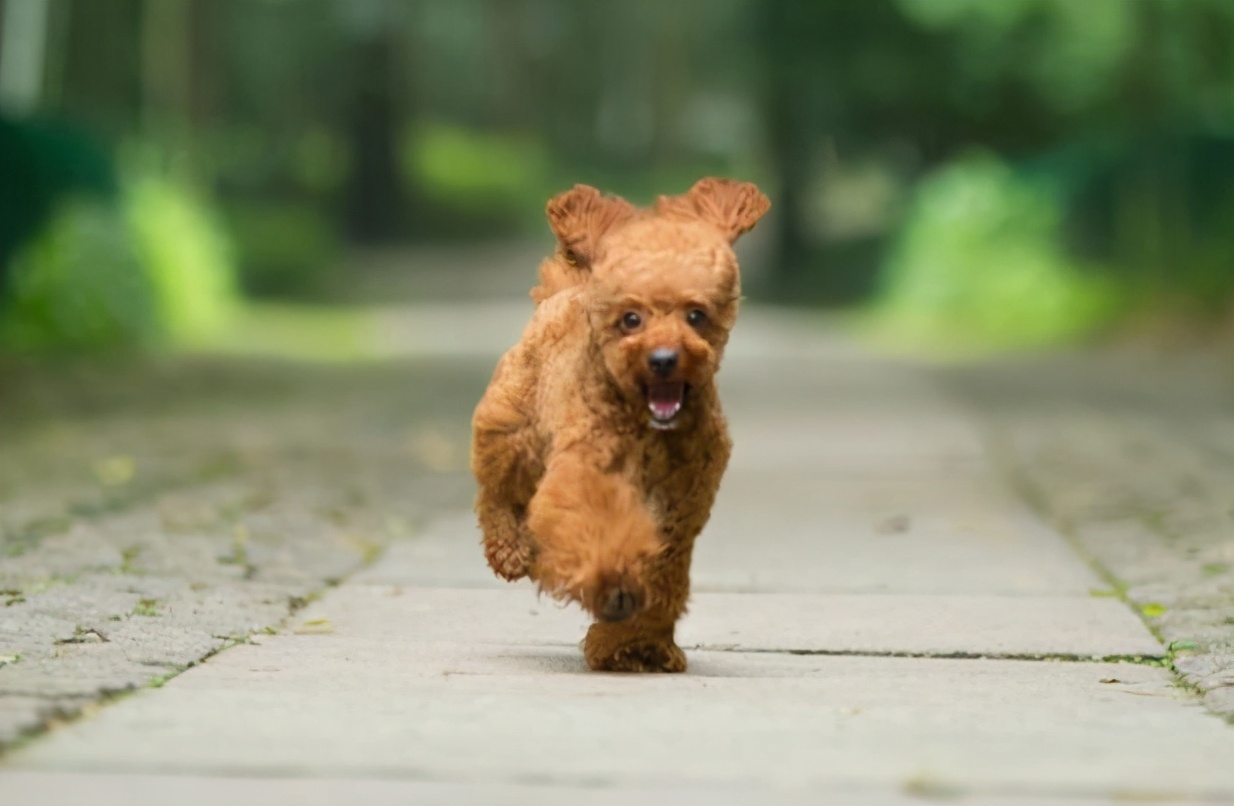 养小型泰迪犬是公的好还是母的好,泰迪犬养公的还是母的好