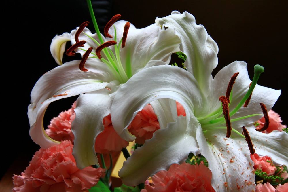 百合病有什么危害和症状图片大全,百合病害如何治疗好得快一点