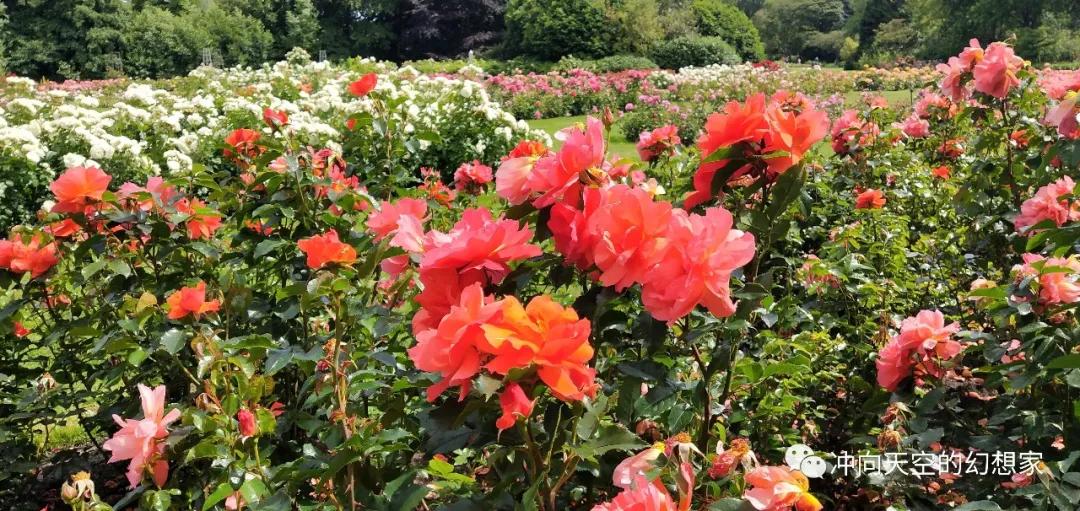 荷兰著名旅游城市,欧洲荷兰小镇旅行